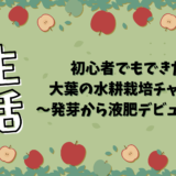 初心者でもできた！大葉の水耕栽培チャレンジ〜発芽から液肥デビューまで〜
