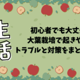 初心者でも大丈夫！大葉栽培で起きやすいトラブルと対策をまとめてみた