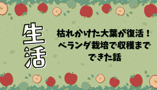 枯れかけた大葉が復活！ベランダ栽培で収穫までできた話